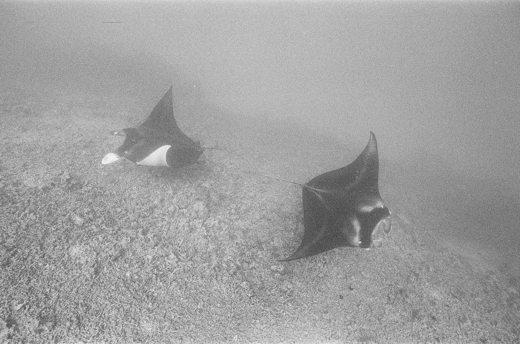 Katharine Kollman 使用 Lomography B&amp;W ISO 400 Berlin Kino 135 柏林电影黑白胶卷 拍摄的照片