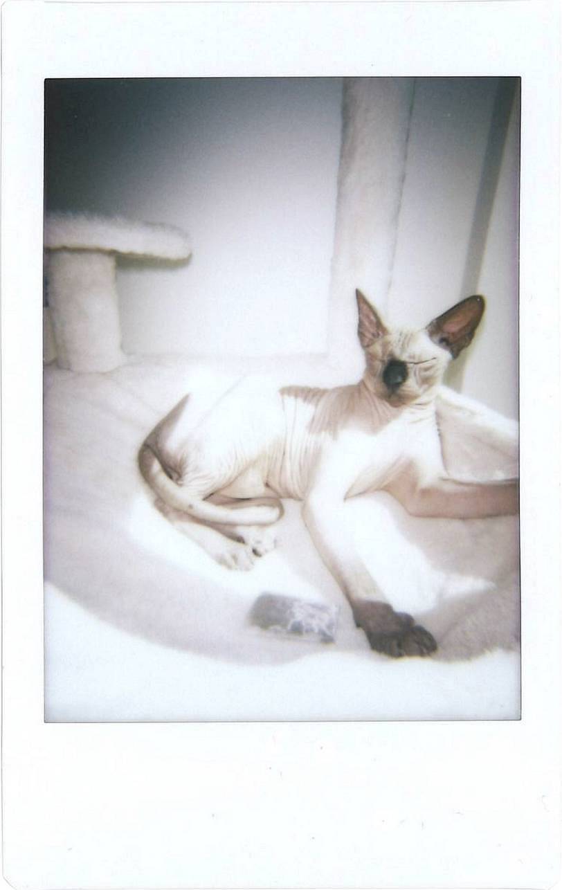 Left: Lomo'Instant 拍立得相机 | Center: Lomo'Instant Automat 自动拍立得相机 | Right: Lomo'Instant Automat Glass 广角玻璃镜头拍立得相机