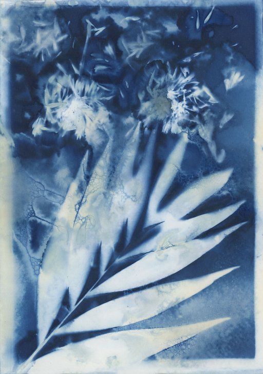 Tipster: How to Make Wet Cyanotype Prints