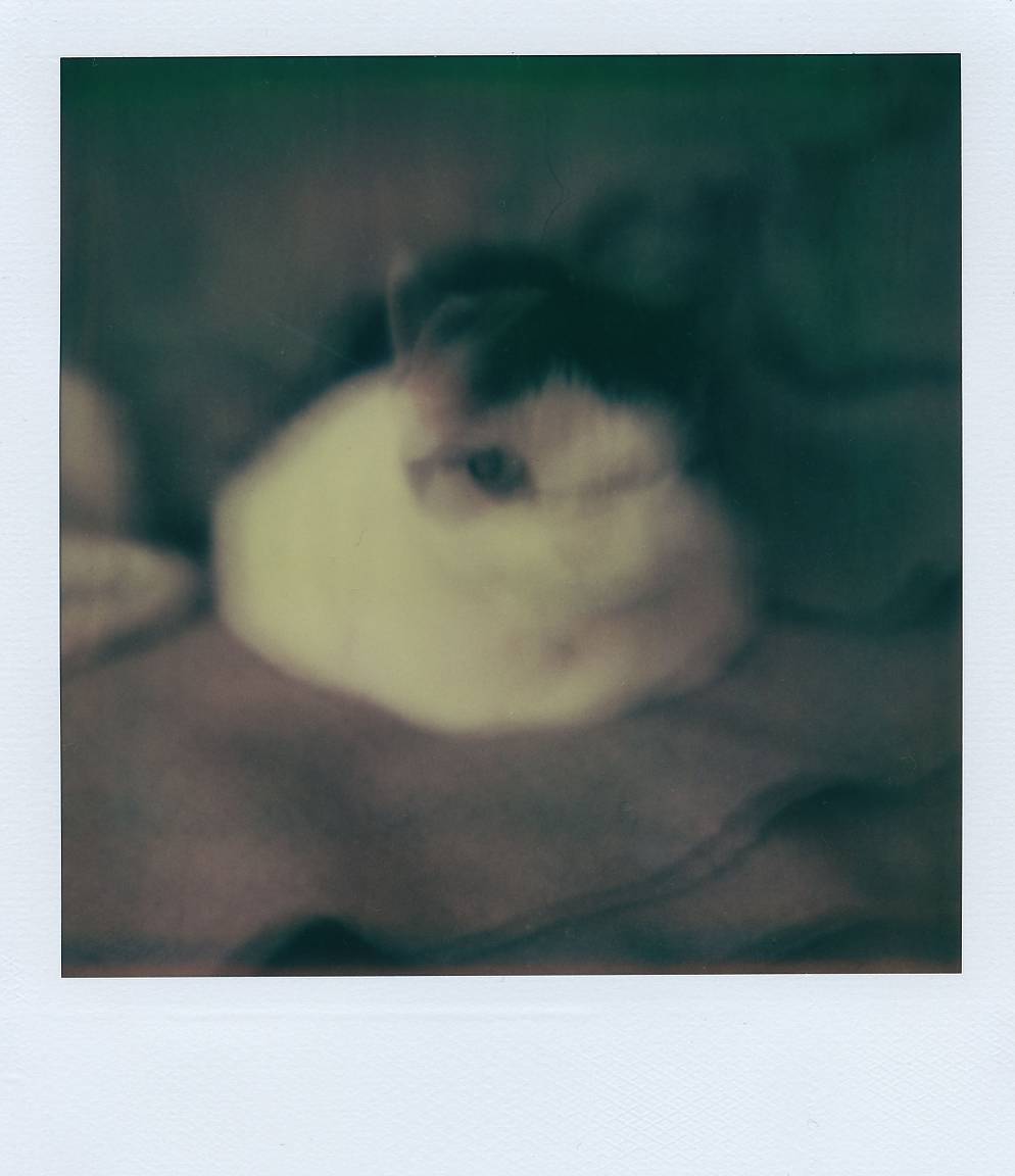Trame de film polaroïd photo stock. Image du disposition - 7656704