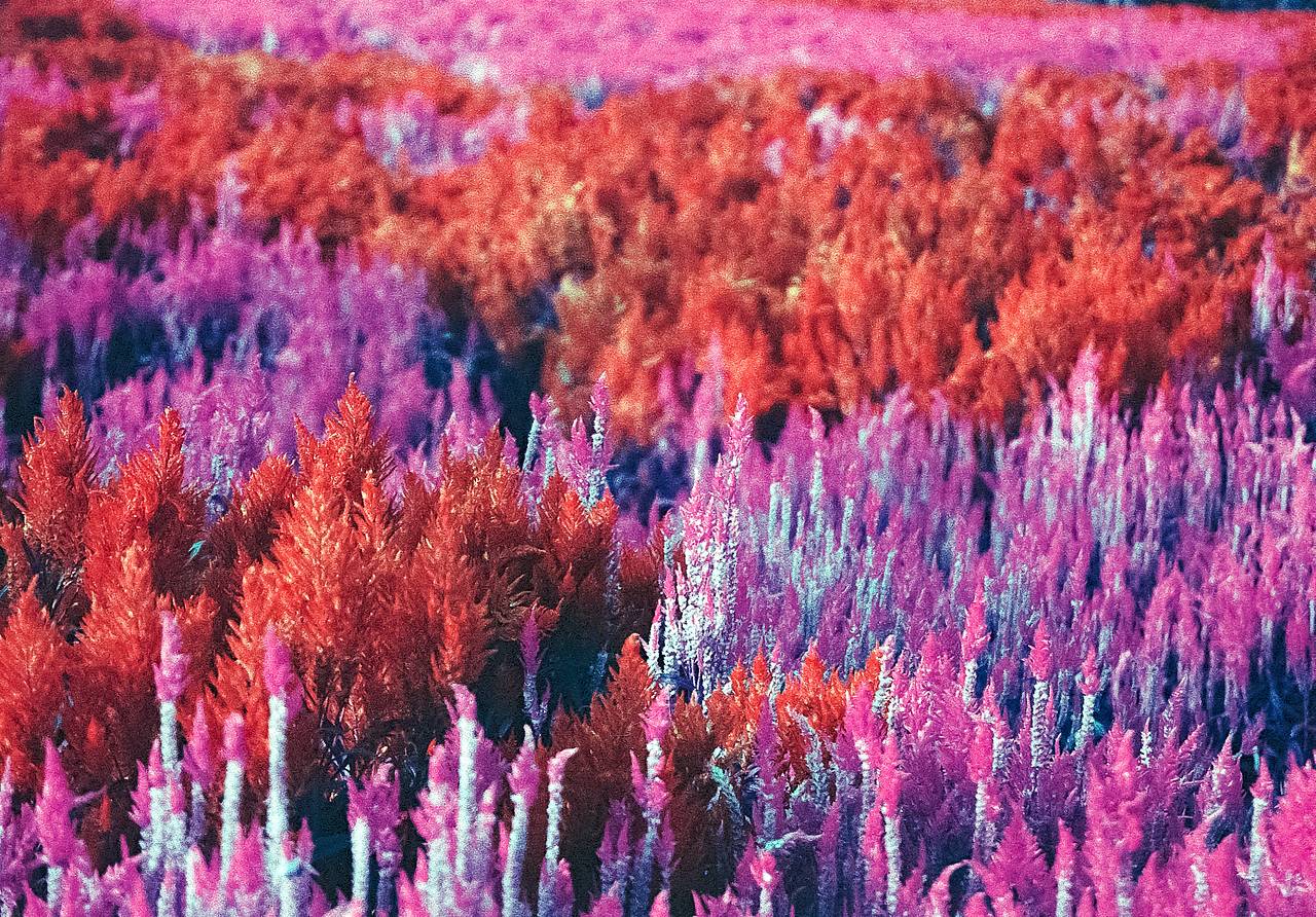 *极佳的锐利度及细节*－拥有如电影画面的颗粒感。