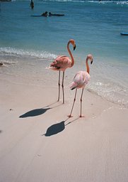 カメラ: Fuji TW-3 · Lomography