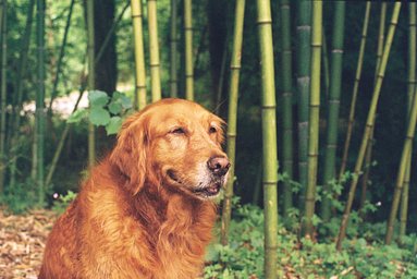 Lens: Yashica Yashinon-DX 50mm f1.4 · Lomography