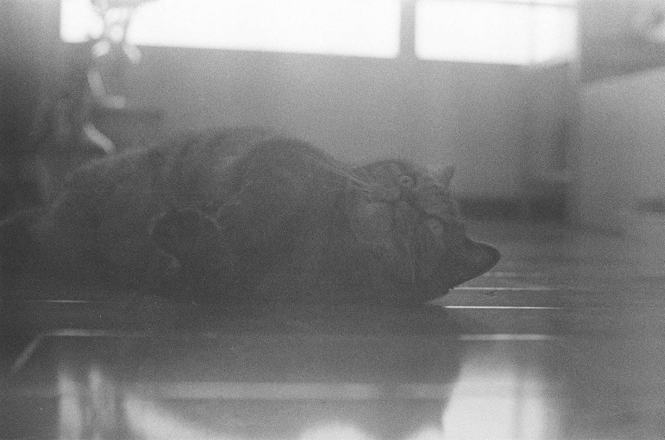 © 炉膛 |  Lomography B&amp;W ISO 400 Berlin Kino 135 柏林电影黑白胶卷