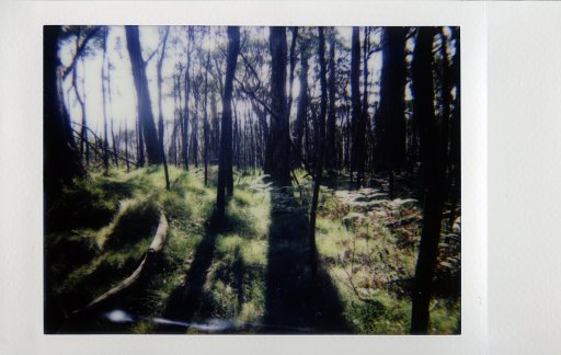 Nature-tripping with the Lomo'Instant Automat 