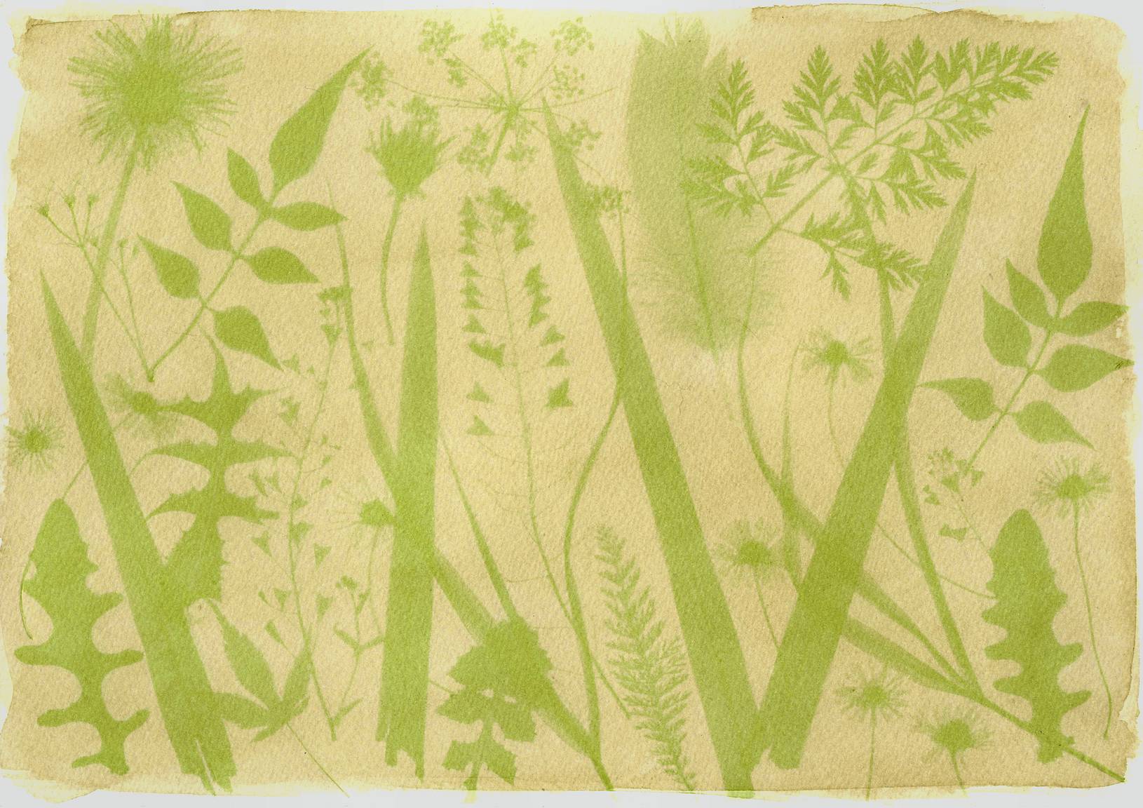 3 Sustainable Photography Processes to Try Out: Anthotype, Lumen ...