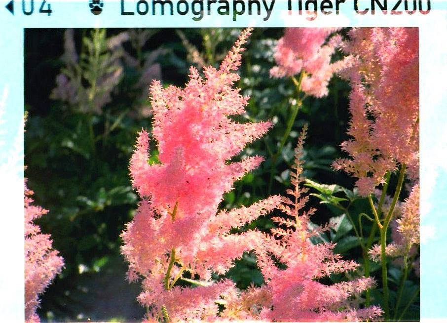 Where can I buy 110 film?