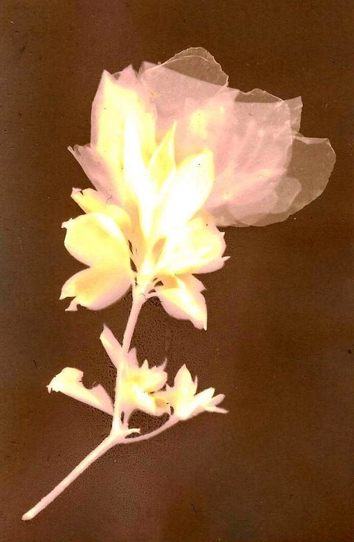 Lumen Printing