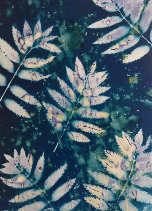 Speck of Stardust: Mandy Kerr’s Wet Cyanotypes