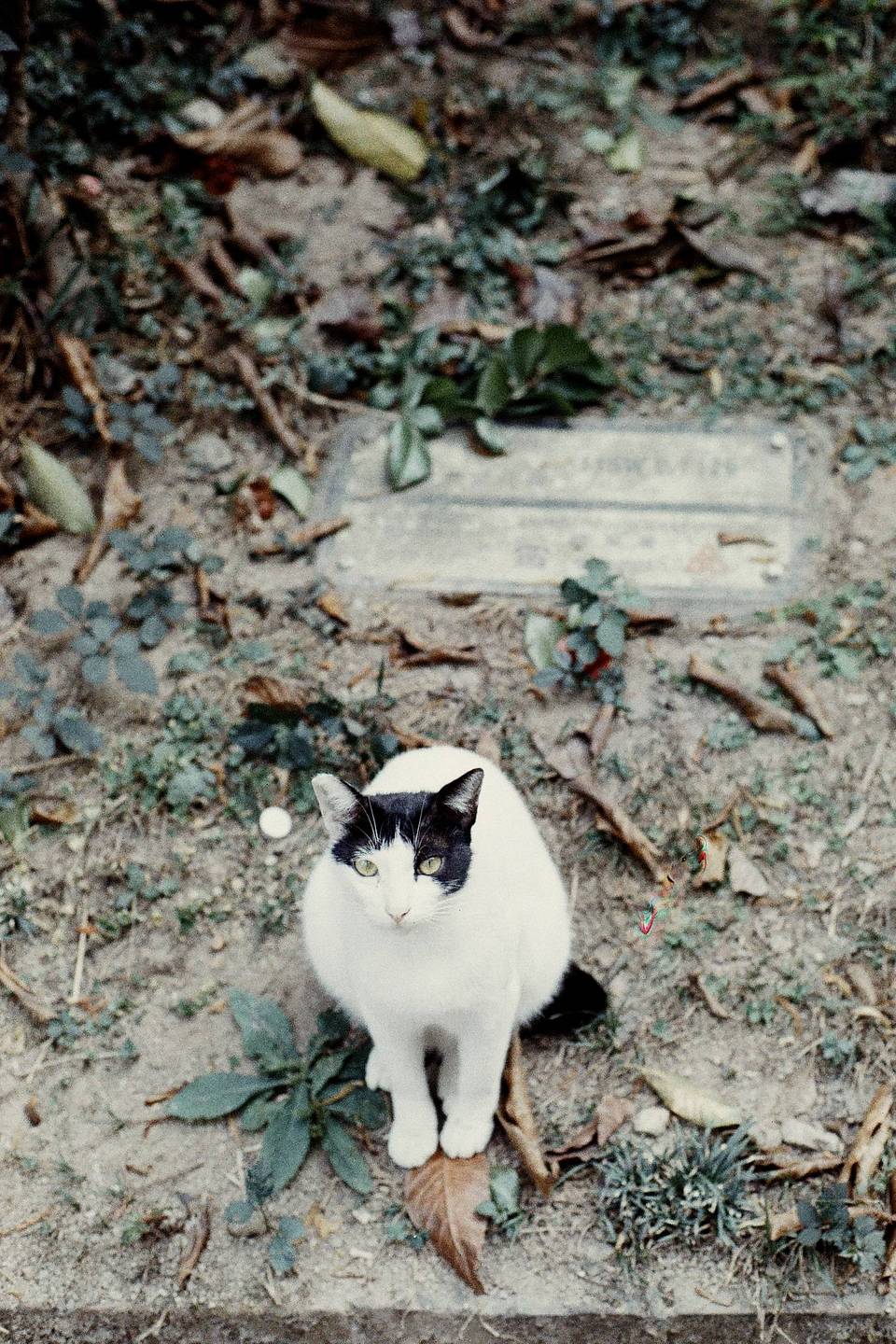 © Cato | LomoChrome Color '92 日落版