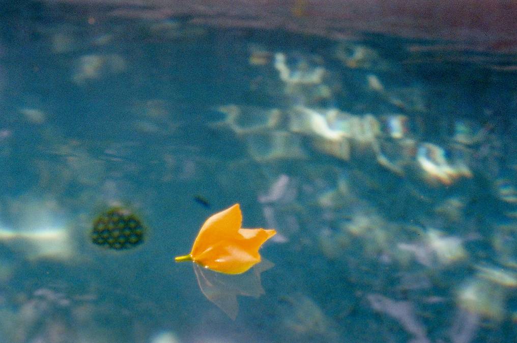 Photos by danielknorrr, sirfribbit, appleman35mm, samueltauil, and theleanover