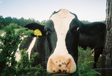 Camera: Olympus XA · Lomography