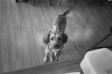 カメラ: Canon Autoboy F · Lomography