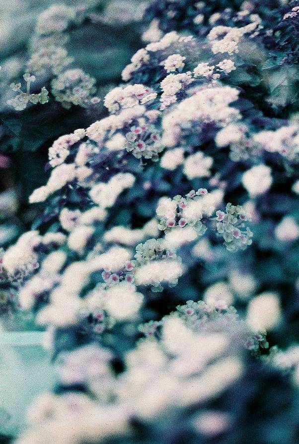 © pppppfilm |【 LomoChrome Turquoise XR 100-400 135 绿松石胶卷 】&amp;【 LomoChrome Purple ISO100-400 110 紫调负片胶卷 】&amp;【 LomoChrome Metropolis ISO 100–400 135 大都会胶卷－2021 新配方 】