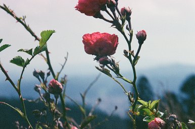 Camera: Canon Autoboy N105 · Lomography