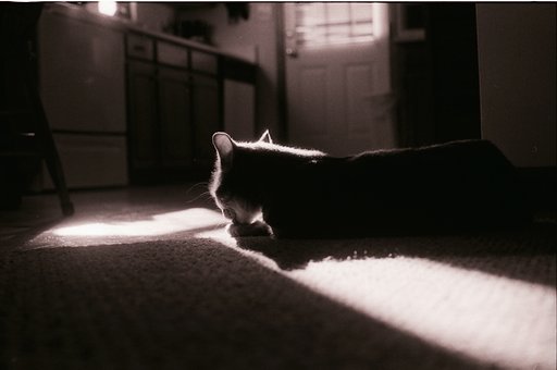Kentmere 400 B&W Film for 35 mm: User-Review
