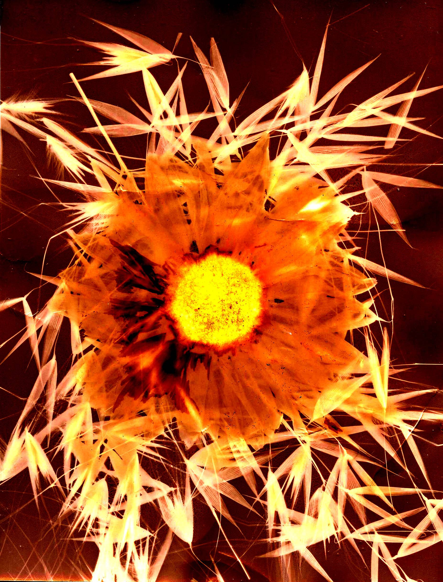 3 Sustainable Photography Processes to Try Out: Anthotype, Lumen ...