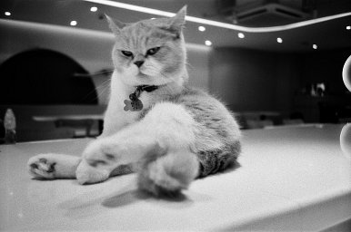 Camera: konica 現場監督 28WB · Lomography