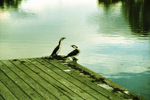 Reviewing the Pentax MZ-50