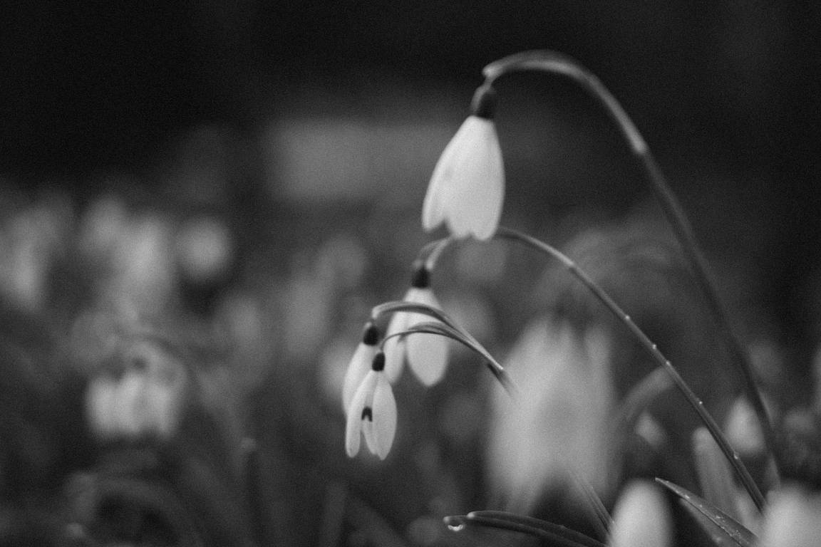 Stillness of Spring 