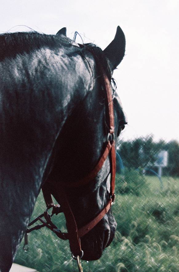 © Hemera | Lomography Daguerreotype Achromat 达盖尔柔焦艺术镜头