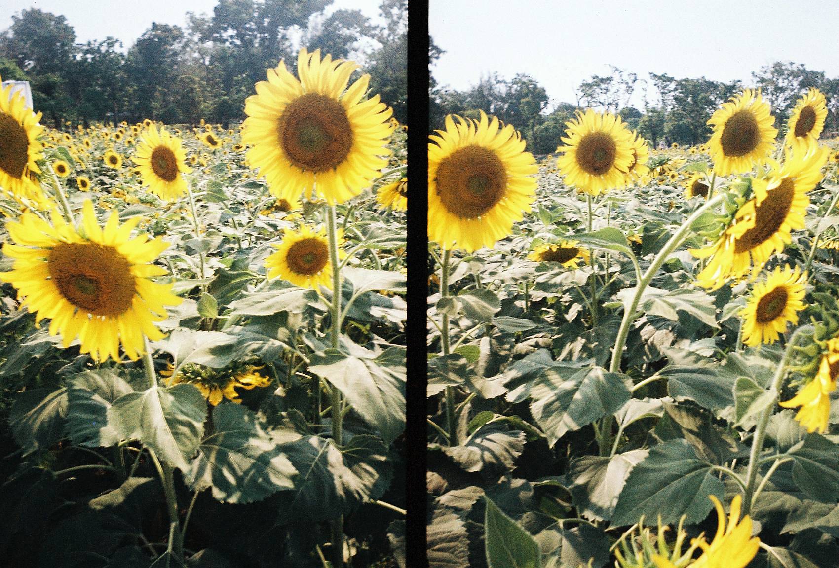 照片由 Kota Sekiya、 Antonia Klengel、 Jane Fan &amp; Sunsern 使用 Half-Frame Simple Use 拍拍乐半格畅拍胶片相机 拍摄