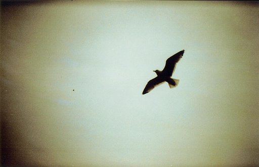 Holga 135 BC: The 35mm Camera with 120mm Holga's Vignetting Charm!