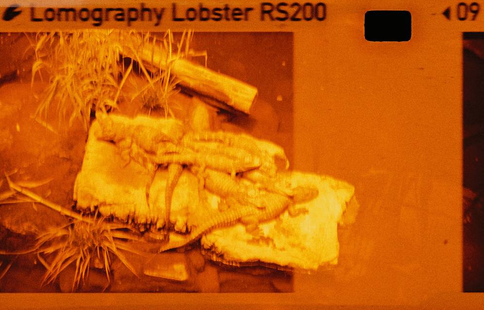 Lomomatic 110 自动玻璃镜头胶片相机连闪光灯 + Lomography Lobster Redscale 110 红调负片胶卷