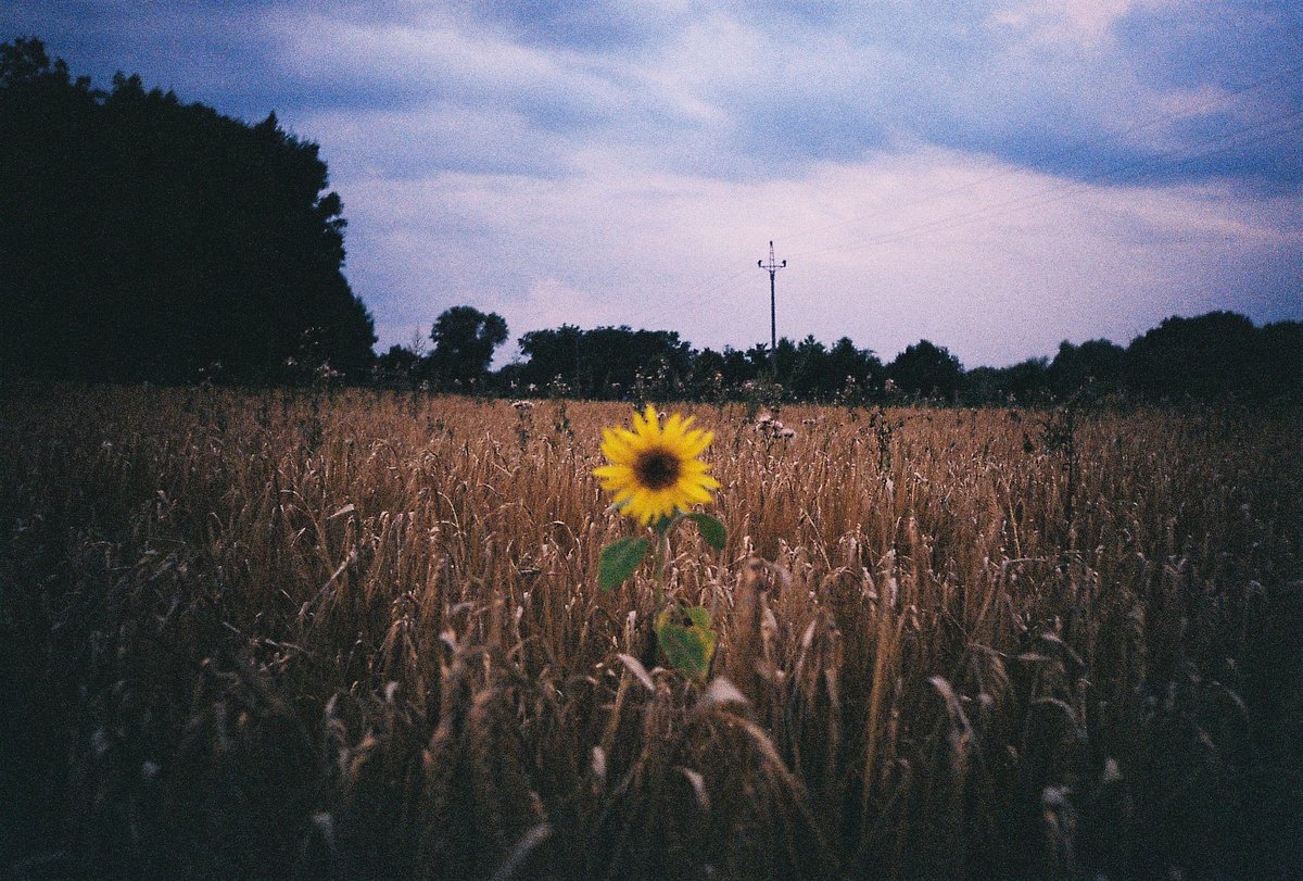 Camera: Kodak Pro Star 222 · Lomography
