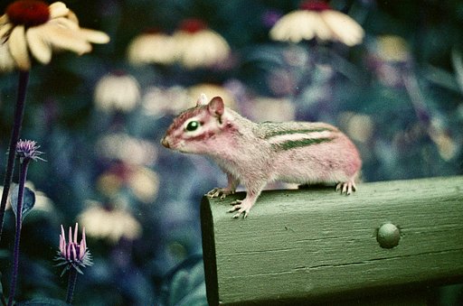 In the Frame: Nature Up Close