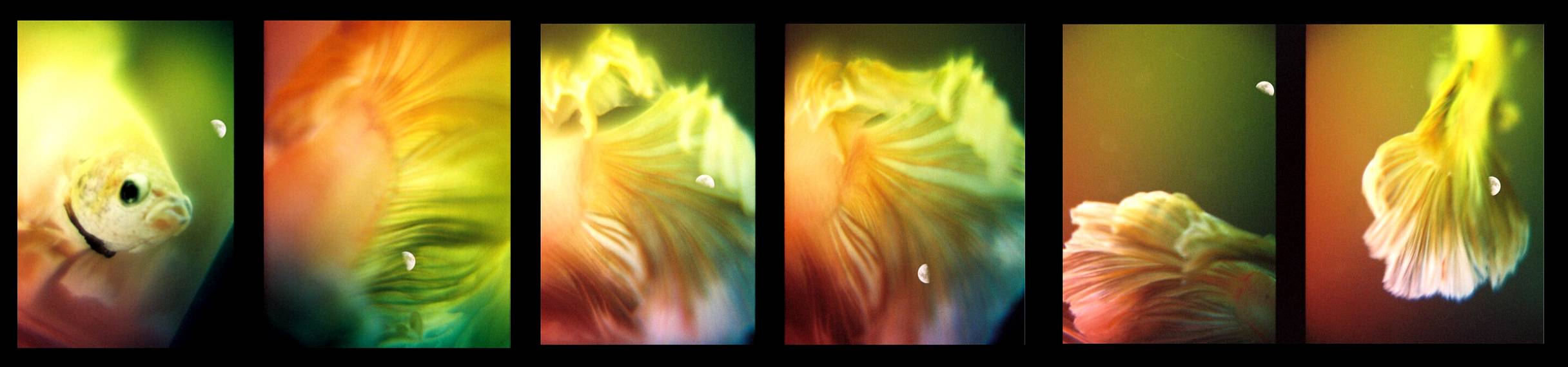 JuskoLiy on Lomography