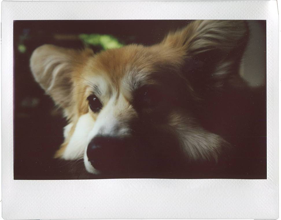 由 Ben Fraternale 使用 Lomo'Instant Wide Glass 的 0.3m 区域对焦功能拍摄，画面中人物：Fern 和 Nick Collingwood