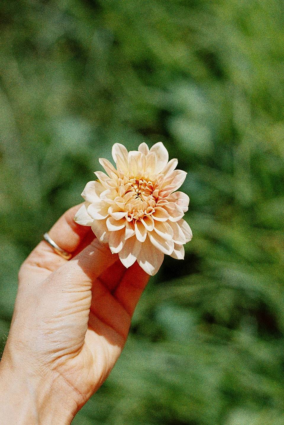 @ Isabella Rose Young | 用 LomoChrome Classicolor ISO 200 135 经典版彩色负片 拍摄