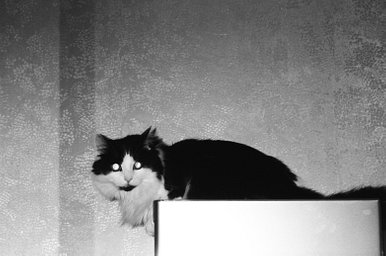 Camera: Canon Sureshot 85 Zoom · Lomography