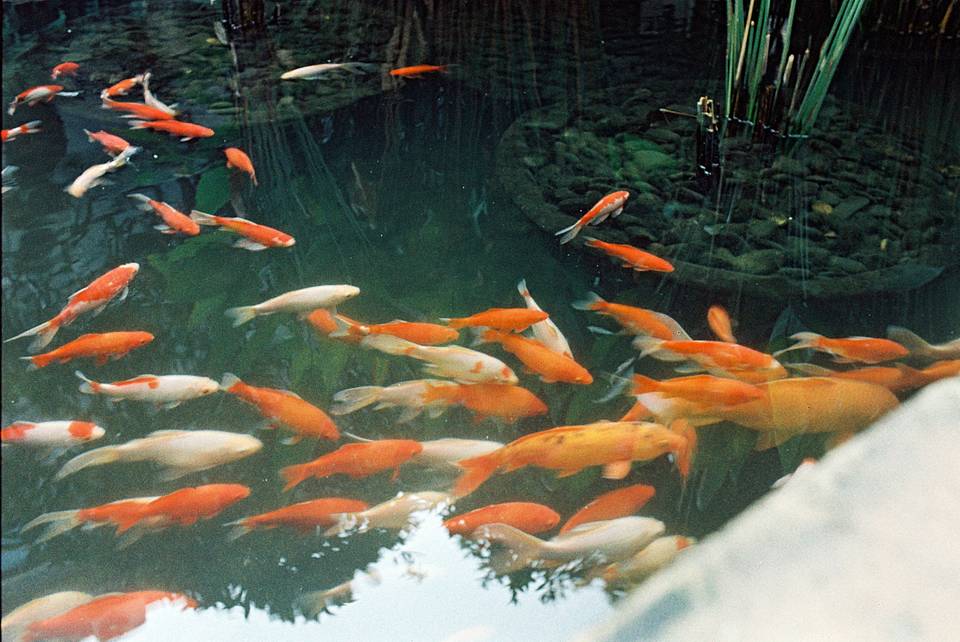 ©广州 Gagman ｜LomoChrome Classicolor ISO 200 135 经典版彩色负片
