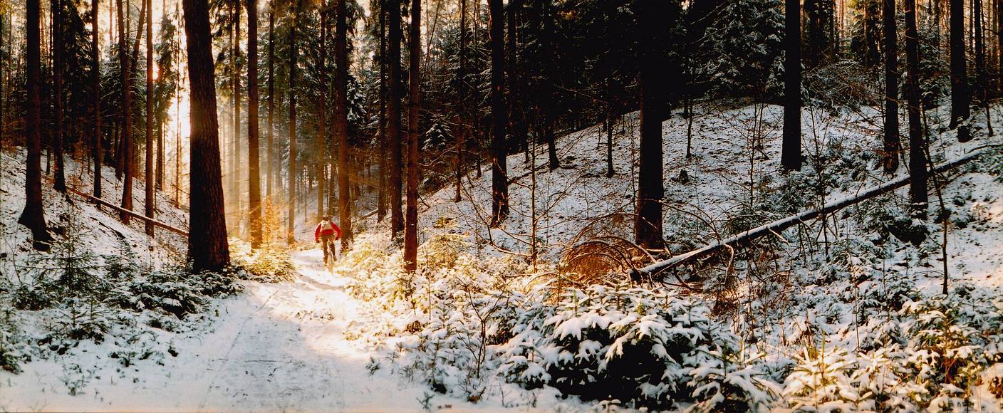 Forest Bathing