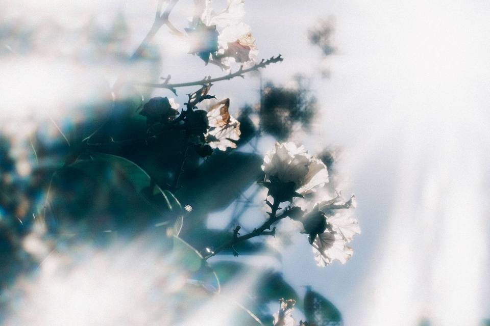 © libra_wong_ch | Daguerreotype Achromat 2.9/64 柔焦镜头