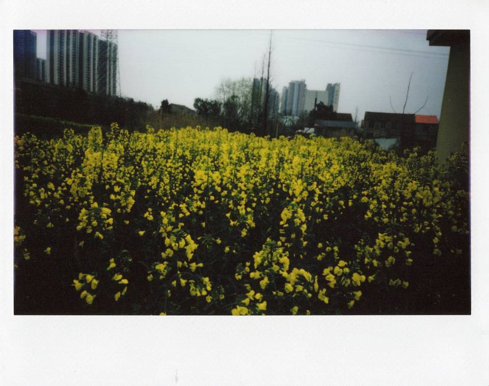 © 星星 | 使用 Lomo'Instant Wide Glass 宽幅玻璃镜头拍立得相机 拍摄