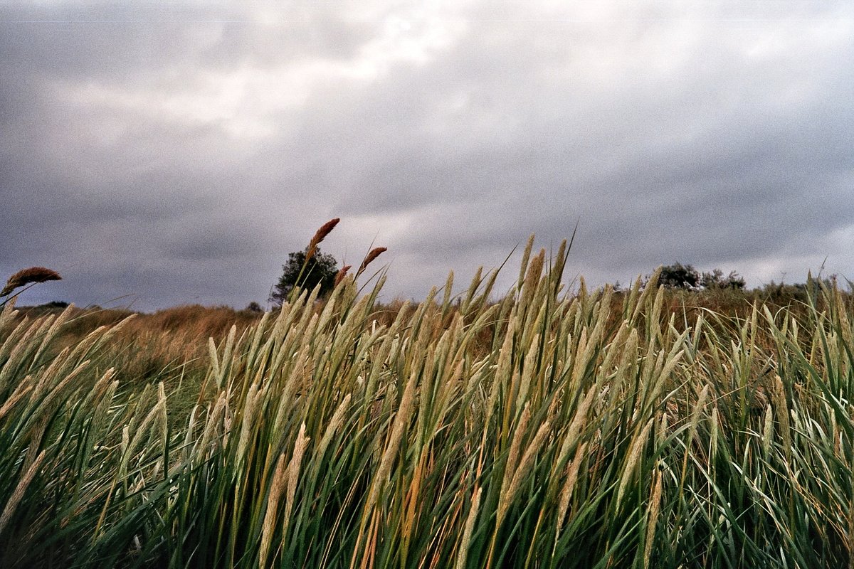 カメラ: Olympus AF-1 · Lomography
