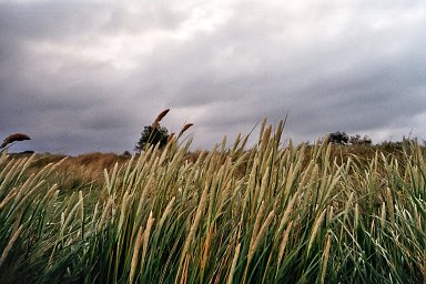 カメラ: Olympus AF-1 · Lomography