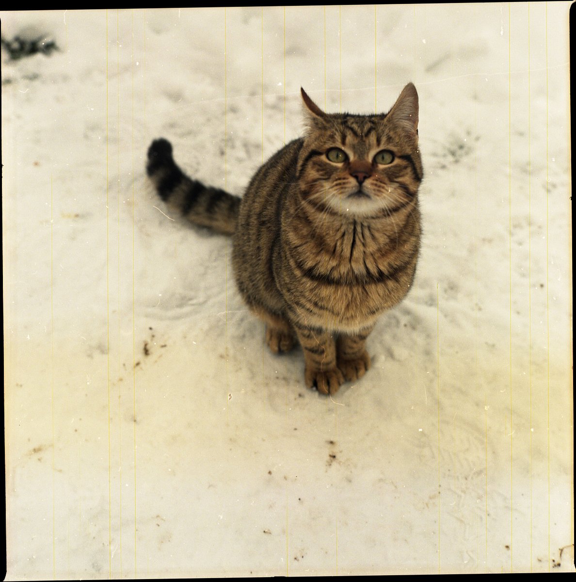 Camera: Zenza Bronica S2 · Lomography