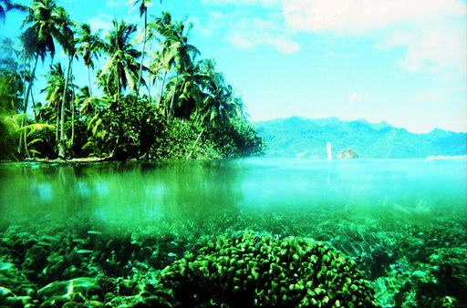 The Coral Garden of Taha'a