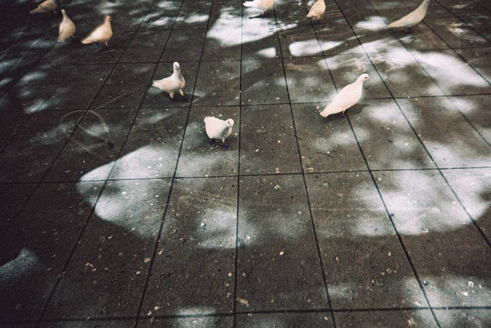 LomoApparat 21mm 阿帕赫超广角胶片相机 + LomoChrome Turquoise XR 100-400 135 绿松石胶卷
