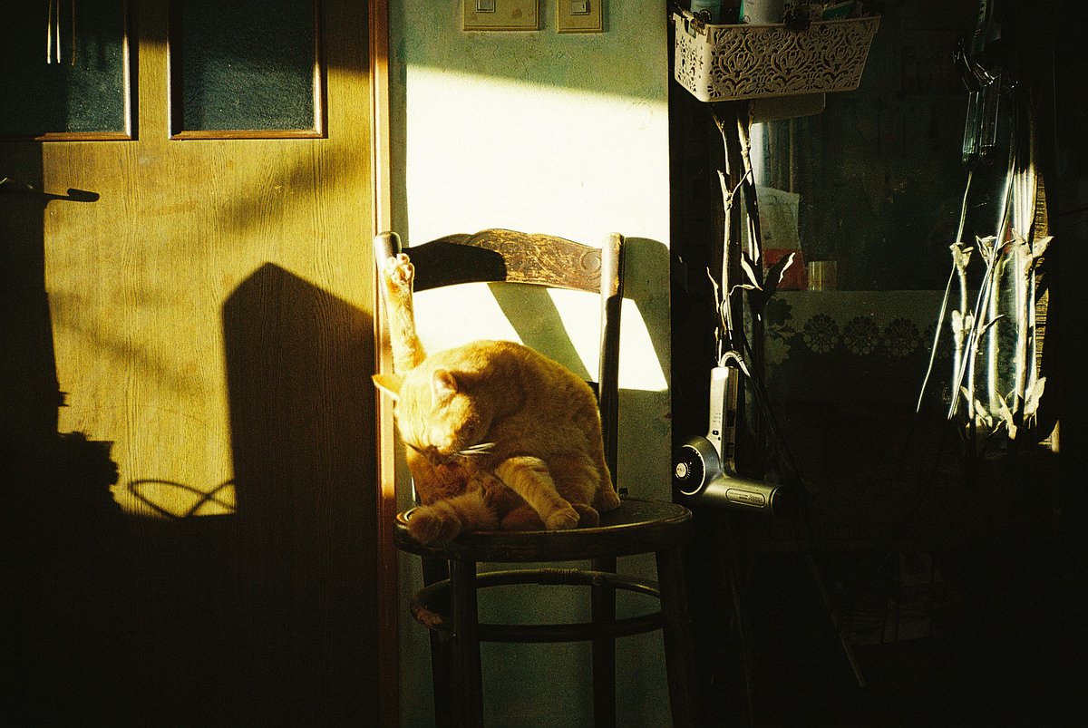 Camera: Konica 現場監督 35WB · Lomography