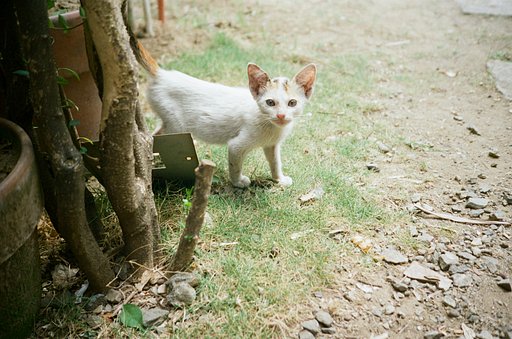Writer's Notes: Shooting the Lomo MC-A During the Day & Night