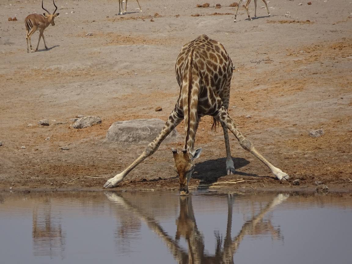 Wildlife 