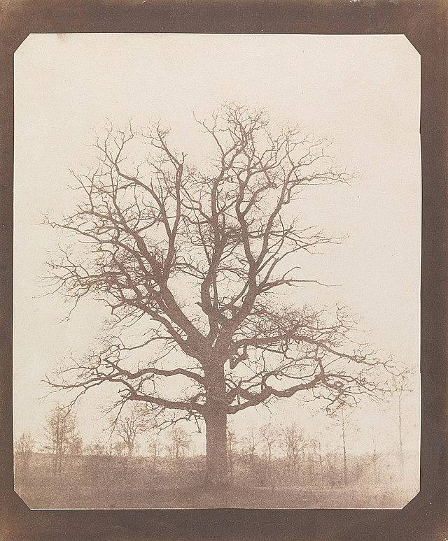 Henry Fox-Talbot – Oak Tree in Winter 1842/1843 | wikimedia commons image