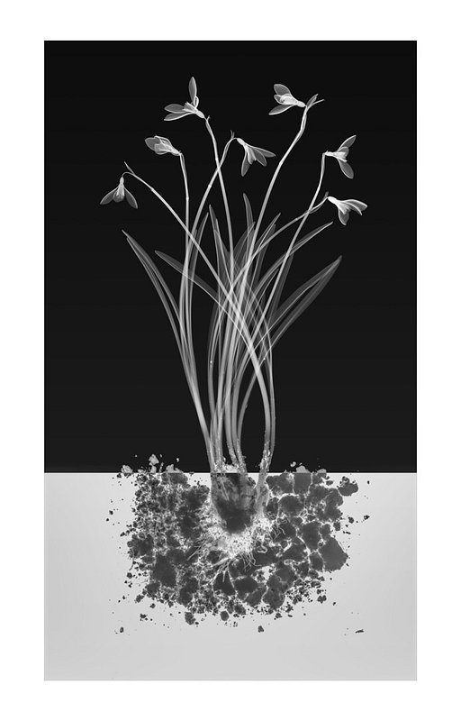 Experimenting with the Invisible: Hugh Turvey on the Art of Xogram Photography