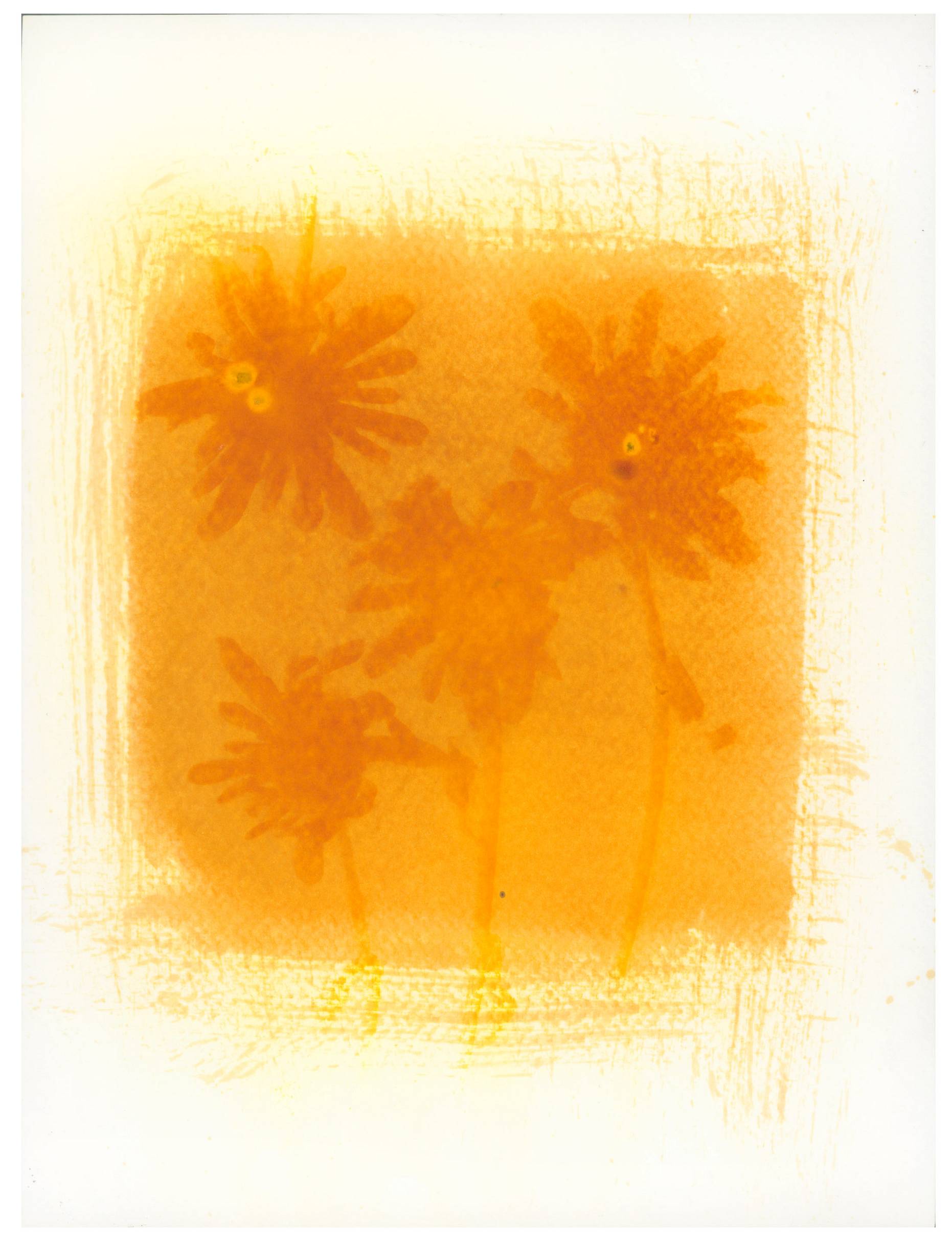 Alternative Printing Process: Anthotype · Lomography