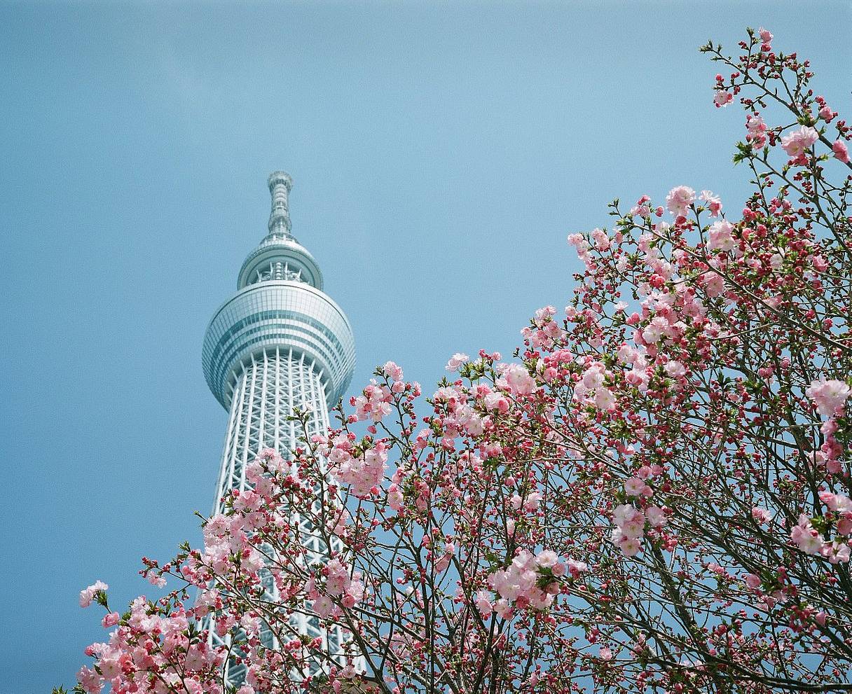 Tokyo Sky Tree and Sakura tree by 275